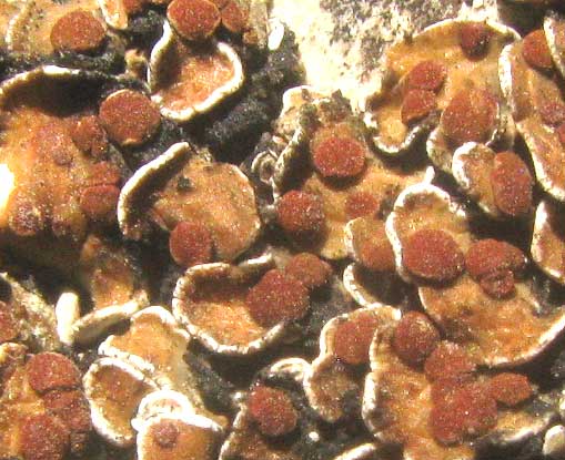 False Russell's Fishscale Lichen, PSORA PSEUDORUSSELLII, apothecia
