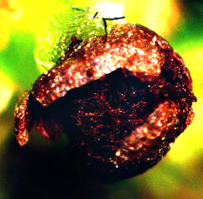 FOSSOMBRONIA TEXANA, open capsule