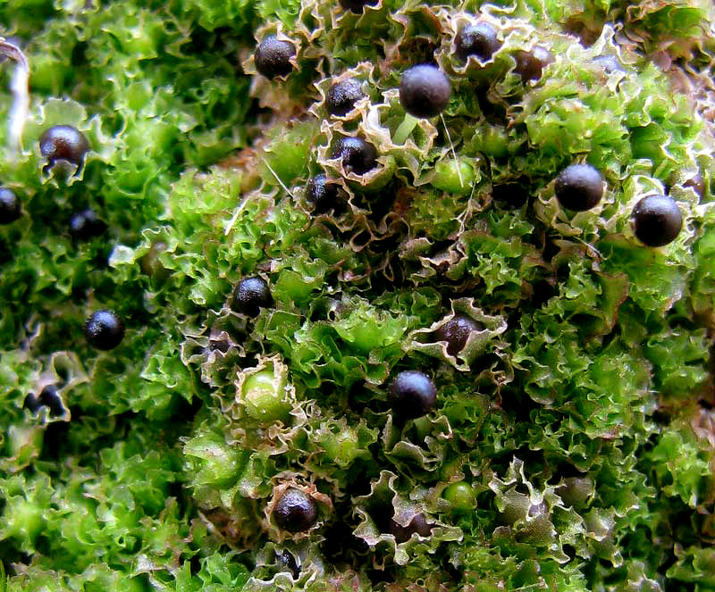 FOSSOMBRONIA TEXANA, close-up showing stalked sporangia