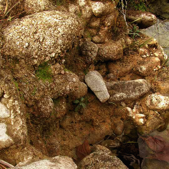 FOSSOMBRONIA TEXANA, habitat