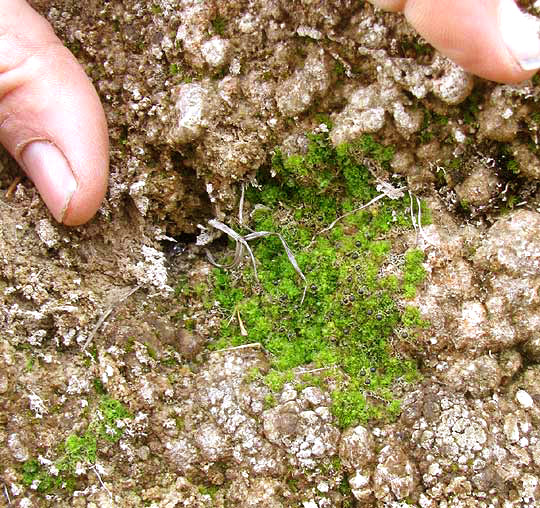 FOSSOMBRONIA TEXANA, colony