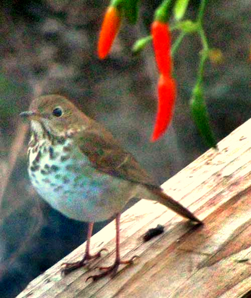 Hermit Thrush, CATHARUS GUTTATA