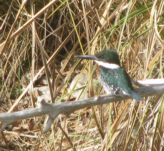 Green Kingfisher, CHLOROCERYLE AMERICANA