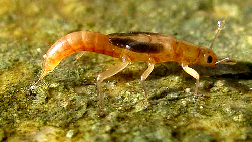 mayfly nymph, side view