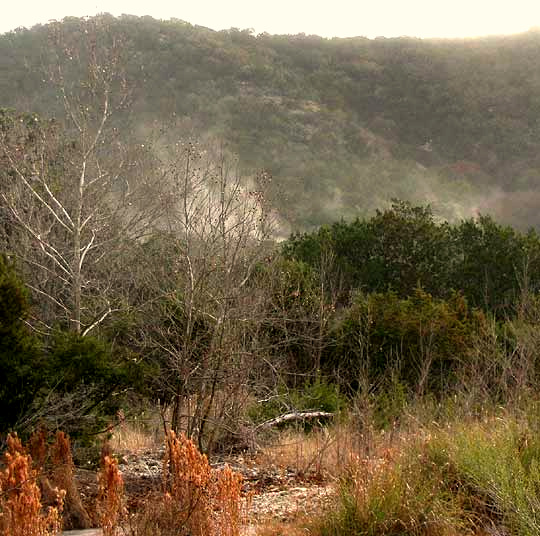 pollen clouds produced by Ashe Juniper, JUNIPERUS ASHEI