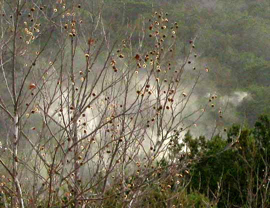 pollen exploding from Ashe Juniper, JUNIPERUS ASHEI