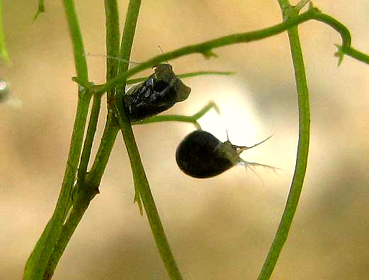 Bladderwort, UTRICULARIA GIBBA, bladder with trigger hairs