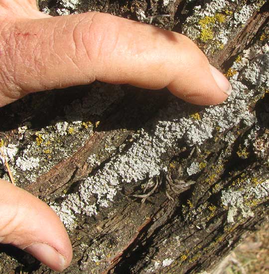 Rosette Lichen, PHYSCIA STELLARIS, on bark of Mesquite tree