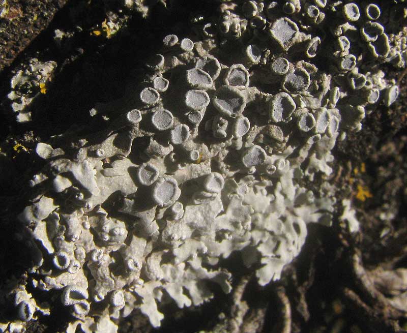 Rosette Lichen, PHYSCIA STELLARIS, apothecia