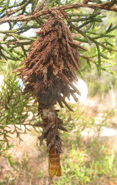 Bagworm, THYRIDOPTERYX EPHEMERAEFORMIS, cocoon with exuvia