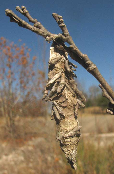 Bagworm, THYRIDOPTERYX EPHEMERAEFORMIS, cocoon