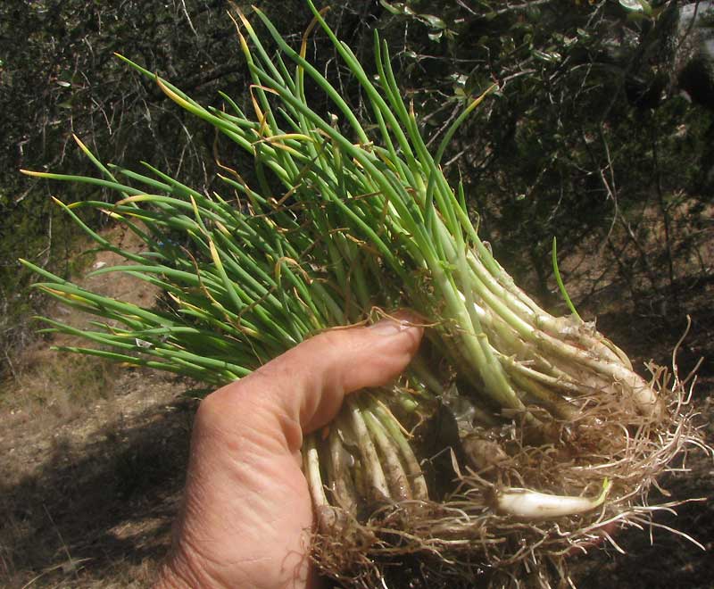 Bunching Onions