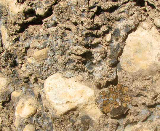 Biological Soil Crust on exposed roadcut face