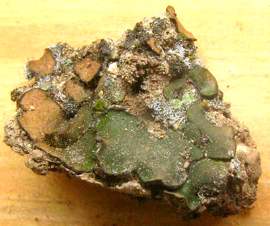 PLACIDIUM SQUAMULOSUM, brown dry ones beside green wet ones