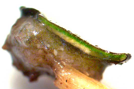 PLACIDIUM SQUAMULOSUM, section showing absence of rhizines