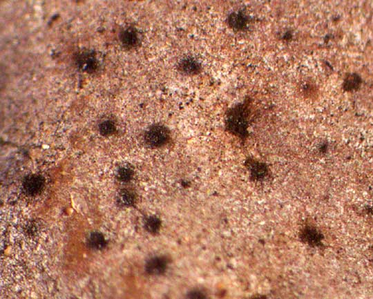 Dermatocarpon Lichen, DERMATOCARPON MINIATUM, thallus undersurface with dots