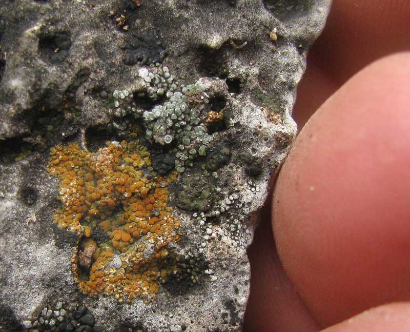 Firedot Lichen, CALOPLACA SUBSOLUTA, on rock