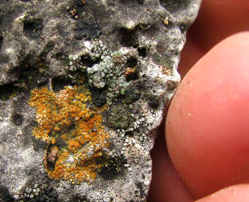 Firedot Lichen, CALOPLACA SUBSOLUTA, on rock