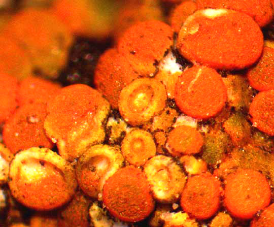 Firedot Lichen, CALOPLACA SUBSOLUTA, apothecia