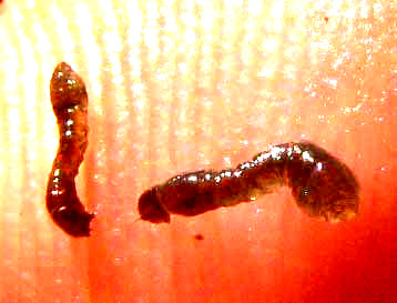 larvae of Black Fly, SIMULIUM