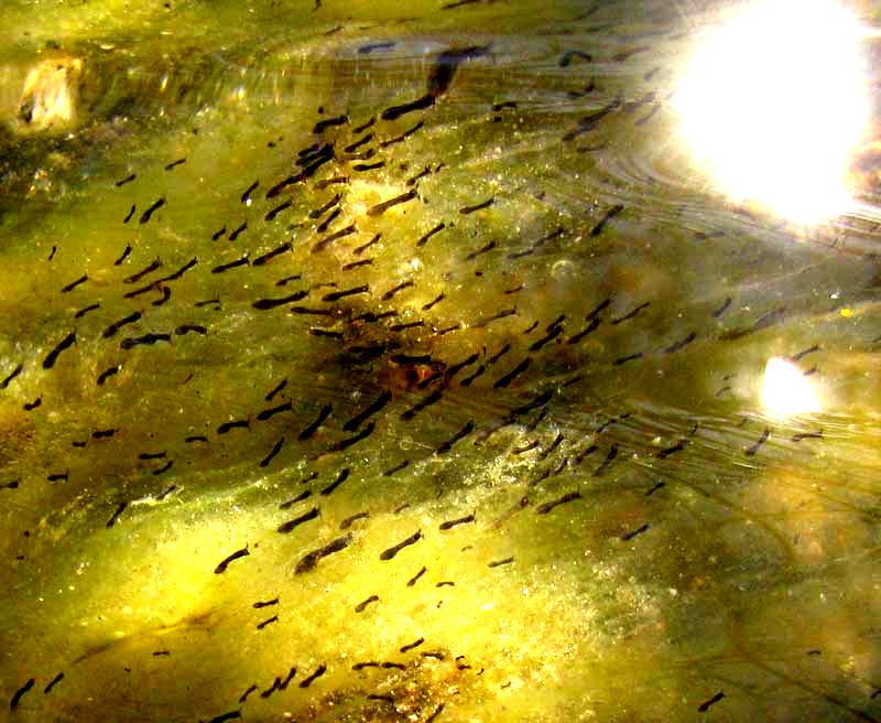 Black Fly larvae, Simulium