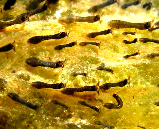 Black Fly larvae, Simulium, fans extended