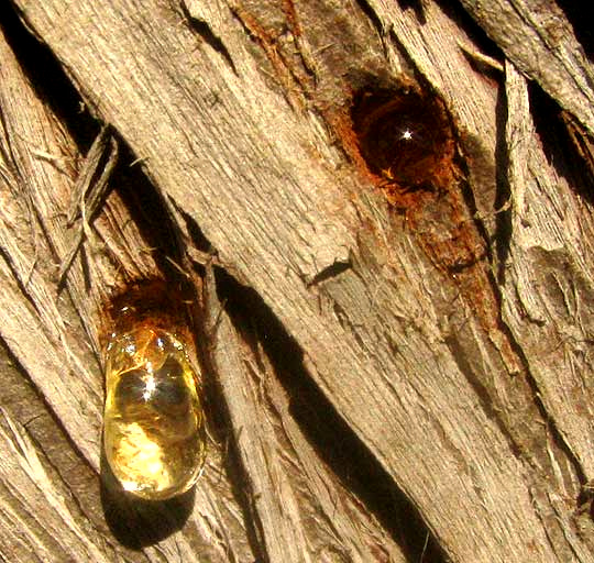bark beetle holes on Ashe Juniper, JUNIPERUS ASHEI