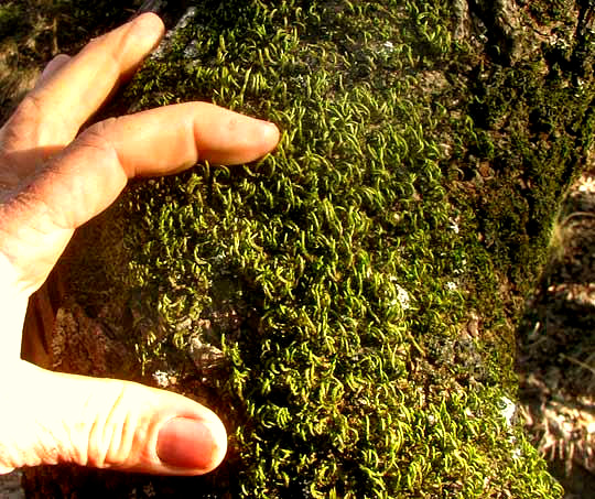 Common Thelia Moss, THELIA HIRTELLA, on tree