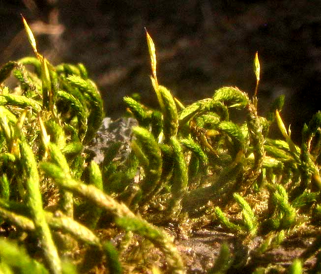 Common Thelia Moss, THELIA HIRTELLA, with capsules