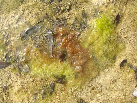 ZYGNEMA alga, reddish zygospore-forming area of green mass