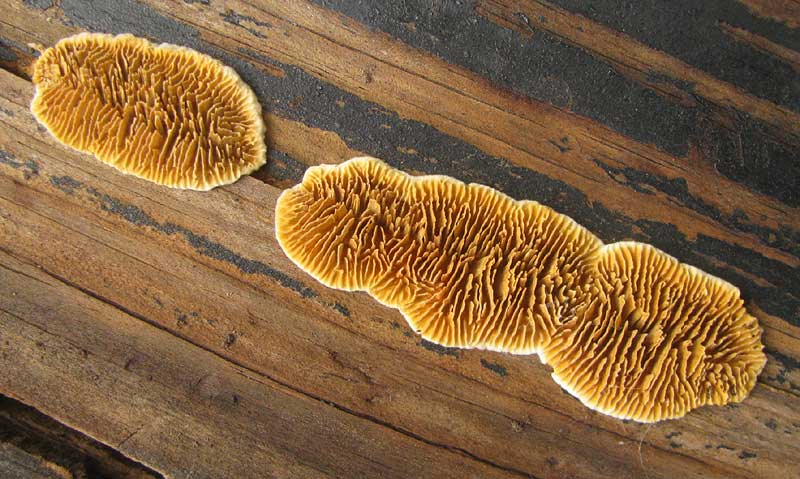 Rusty-gilled Polypore, GLOEOPHYLLUM SEPIARIUM, on dry wood