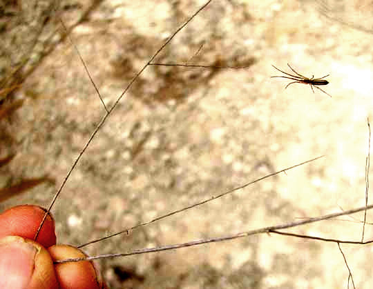 Longjawed Orbweaver, genus TETRAGNATHA, in web