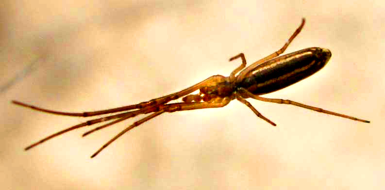 Longjawed Orbweaver, genus TETRAGNATHA