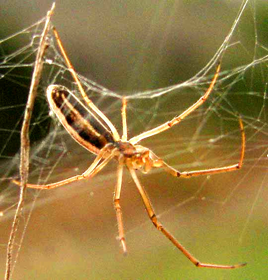 Longjawed Orbweaver, genus TETRAGNATHA, legs spread