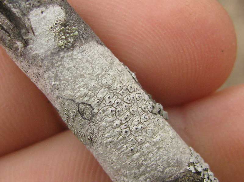 three crustose lichens on a Mesquite twig