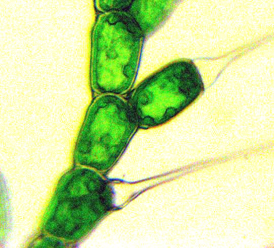 BULBOCHAETE ALGA, cells