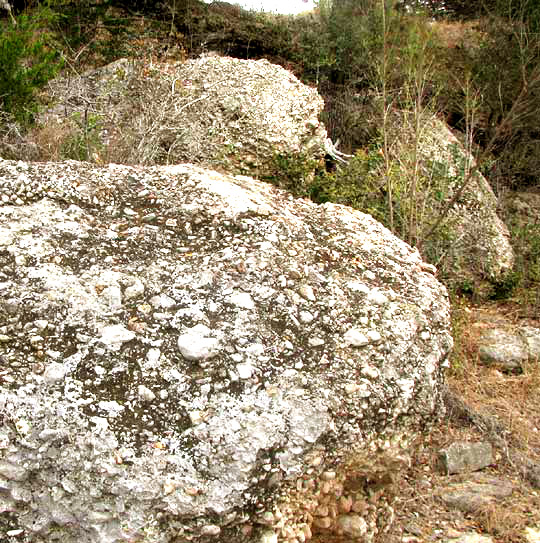 CLAUZADEA cf. METZLERI, habitat