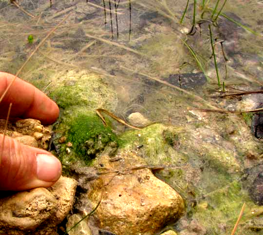 Green Felt, VAUCHERIA cf. GEMINATA, habitat