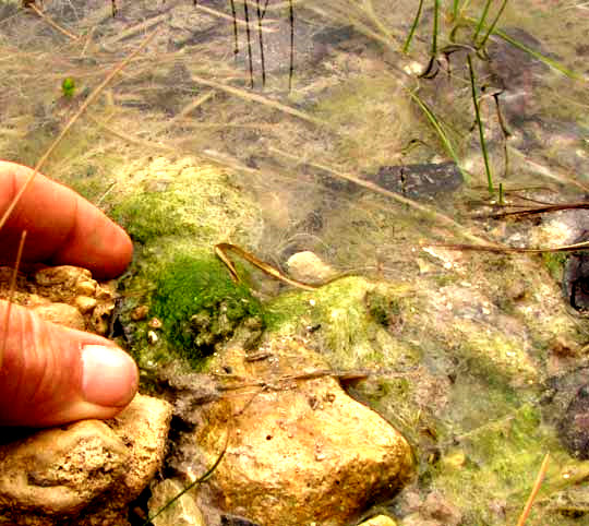 Green Felt, VAUCHERIA cf. GEMINATA, habitat