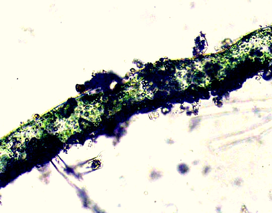 Green Felt, VAUCHERIA cf. GEMINATA, filament