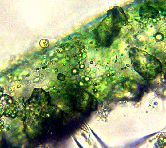 Green Felt, VAUCHERIA cf. GEMINATA, filament close-up