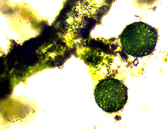 Green Felt, VAUCHERIA cf. GEMINATA, spores attached to filament