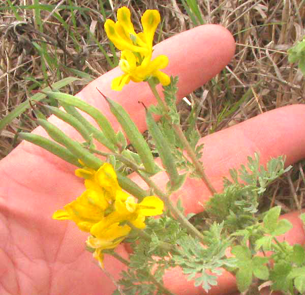 Scrambled Eggs, CORYDALIS CURVISILIQUA, flowers and fruits