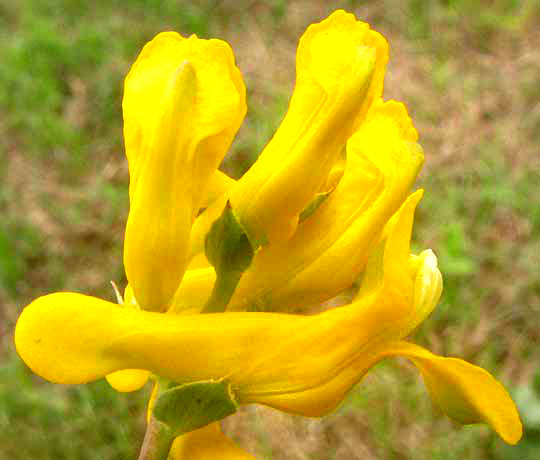 Scrambled Eggs, CORYDALIS CURVISILIQUA, flower side view