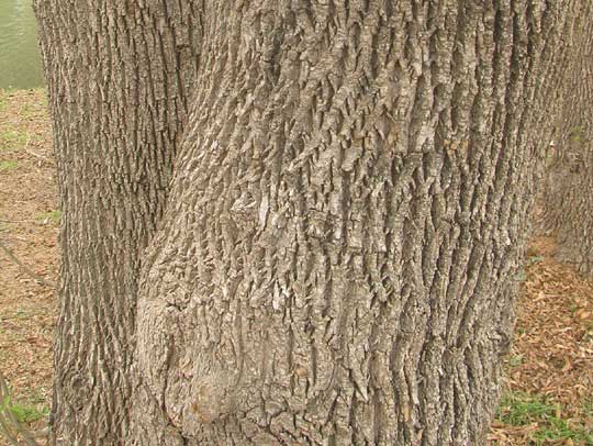 Mexican Ash, FRAXINUS BERLANDIERIANA, bark