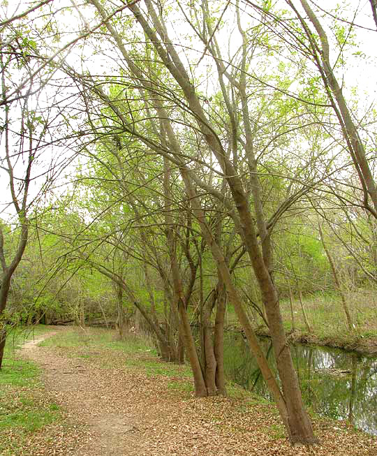 Mexican Ash, FRAXINUS BERLANDIERIANA, habitat