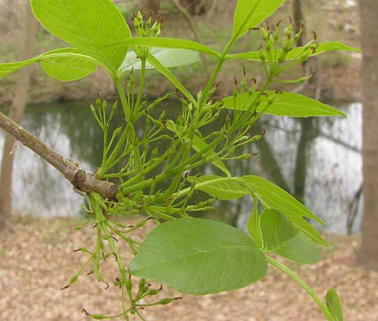 Mexican Ash, FRAXINUS BERLANDIERIANA, female flowers