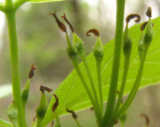 Mexican Ash, FRAXINUS BERLANDIERIANA, female flowers, close-up