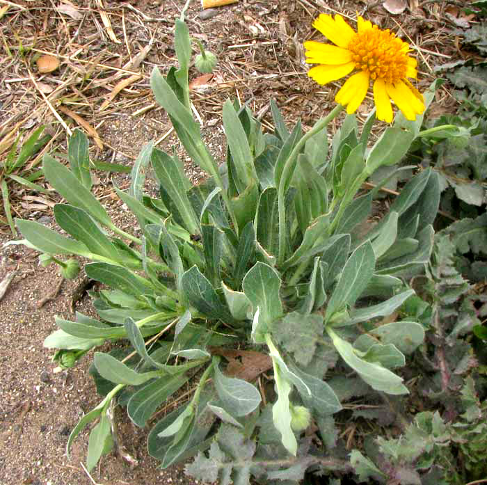 Huisache Daisy, AMBLYOLEPIS SETIGERA