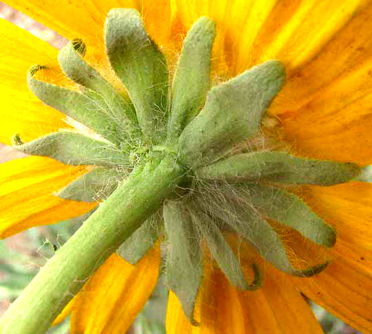 Huisache Daisy, AMBLYOLEPIS SETIGERA, involucre